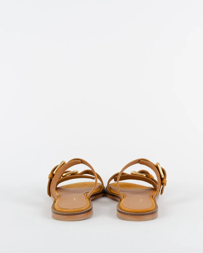 Mule face a la dune