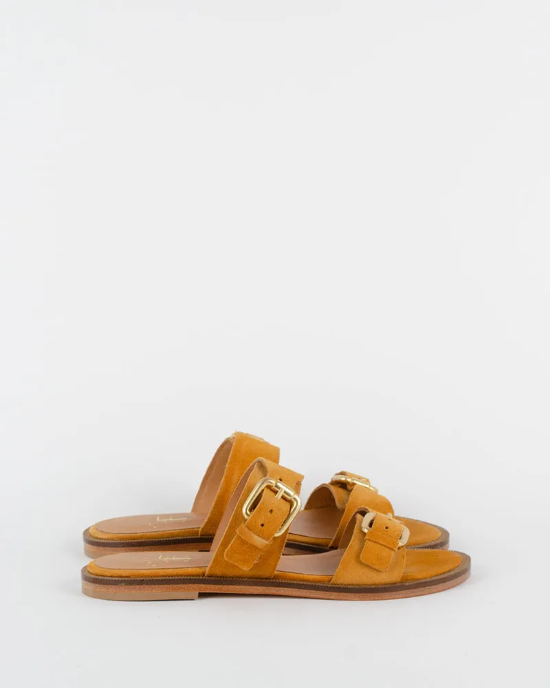 Mule face a la dune